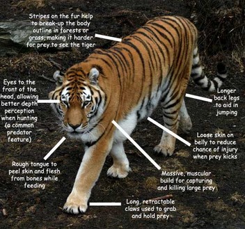 tiger siberian tigers adaptation adaptations characteristics predator amur types physical different animal species its cat sumatran unique taiga prey parts